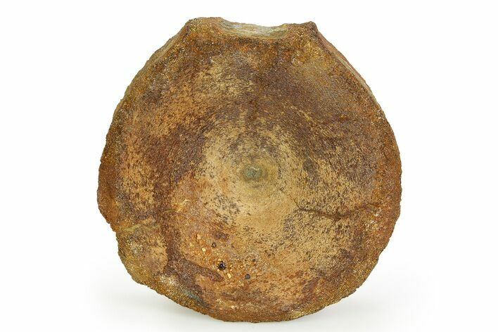 Fossil Ichthyosaur (Brachypterygius) Vertebra - England #351049